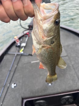 Largemouth Bass Fishing in Austin, Texas