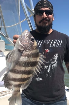 Sheepshead fishing in Galveston, Texas