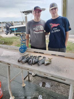 Black Seabass, Scup Fishing in Jacksonville, Florida