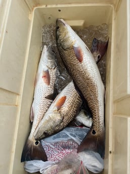 Redfish Fishing in Rockport, Texas