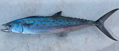 Spanish Mackerel Fishing in West Palm Beach, Florida