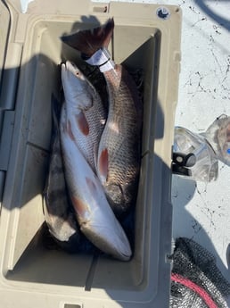 Redfish Fishing in Rockport, Texas