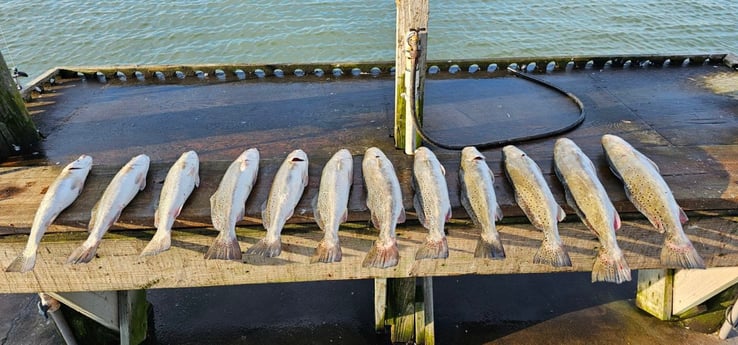 Speckled Trout Fishing in Rockport, Texas