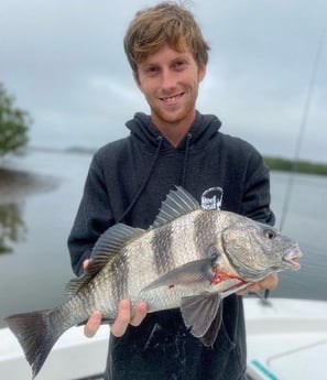 Black Drum Fishing in Sarasota, Florida