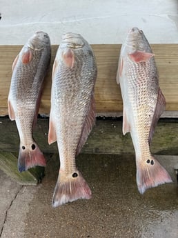 Redfish Fishing in Rockport, Texas