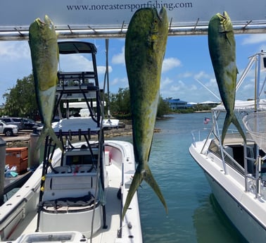 Mahi Mahi / Dorado fishing in Marathon, Florida