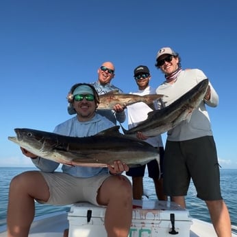 Cobia Fishing in Key Largo, Florida