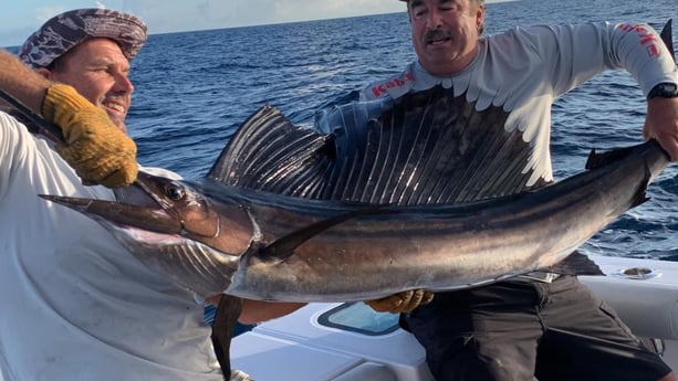 Sailfish fishing in Port Orange, Florida