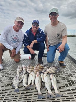 Black Drum, Sheepshead, Speckled Trout / Spotted Seatrout Fishing in Galveston, Texas