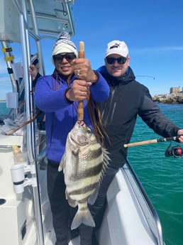 Sheepshead Fishing in Destin, Florida