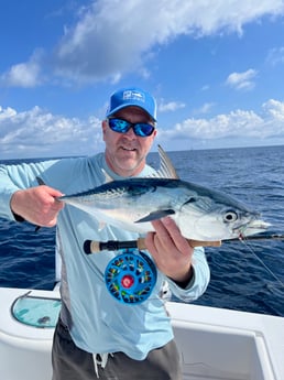 False Albacore Fishing in Jupiter, Florida