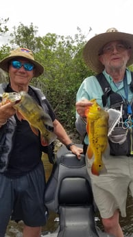 Peacock Bass fishing in Fort Lauderdale, Florida