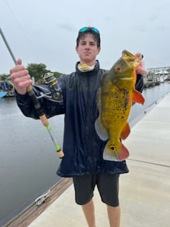 Peacock Bass Fishing in Boca Raton, Florida