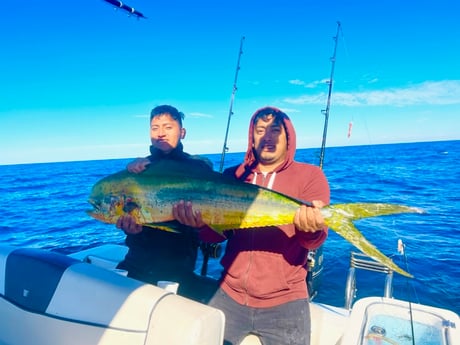 Mahi Mahi / Dorado Fishing in Mount Pleasant, South Carolina