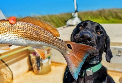 Redfish fishing in Beaufort, North Carolina