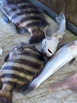 Sheepshead Fishing in Port Orange, Florida