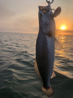 Speckled Trout / Spotted Seatrout fishing in Galveston, Texas