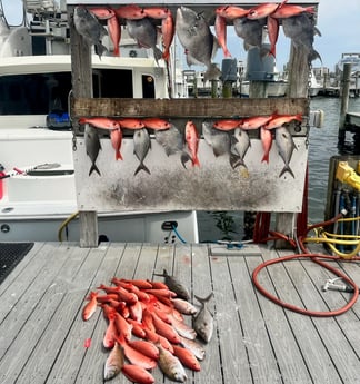 Almaco Jack, Triggerfish, Vermillion Snapper Fishing in Destin, Florida