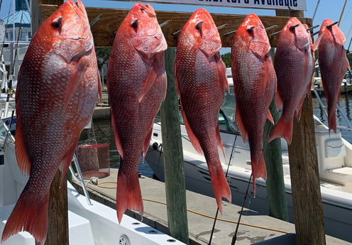 Red Snapper fishing in Biloxi, Mississippi