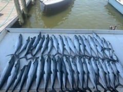 Spanish Mackerel Fishing in Gulf Shores, Alabama