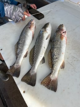 Speckled Trout Fishing in South Padre Island, Texas