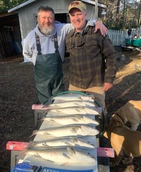 Speckled Trout / Spotted Seatrout Fishing in Trails End Road, Wilmington, N, North Carolina