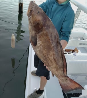 Black Grouper fishing in Islamorada, Florida