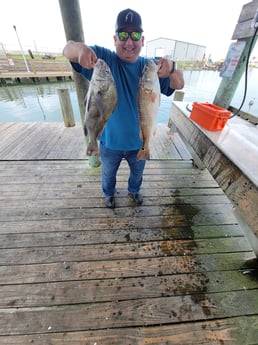 Black Drum, Redfish Fishing in Rockport, Texas