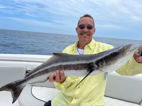 Cobia fishing in St. Augustine, Florida