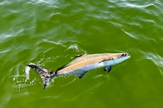 Fishing in Tampa, Florida