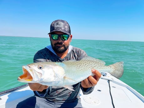Speckled Trout Fishing in Tavernier, Florida