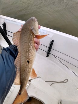 Redfish fishing in Santa Rosa Beach, Florida