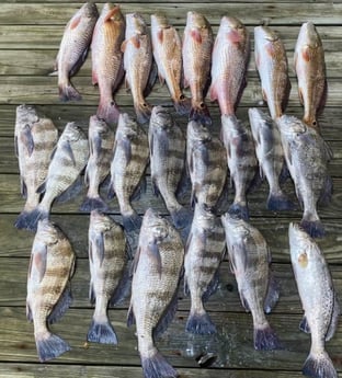 Black Drum, Redfish, Speckled Trout / Spotted Seatrout fishing in Port O&#039;Connor, Texas