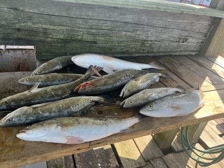 Redfish, Speckled Trout Fishing in Galveston, Texas