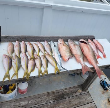 Yellowtail Snapper fishing in Key Largo, Florida