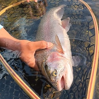 Rainbow Trout Fishing in Broken Bow, Oklahoma