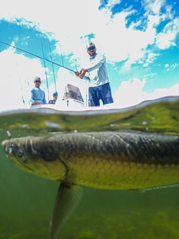 Tarpon Fishing in Jupiter, Florida