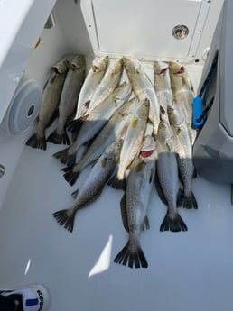 Speckled Trout Fishing in Orange Beach, Alabama