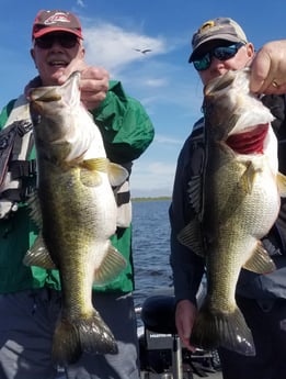 Largemouth Bass fishing in Fort Lauderdale, Florida