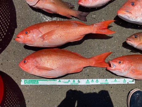 Vermillion Snapper fishing in Panama City Beach, Florida