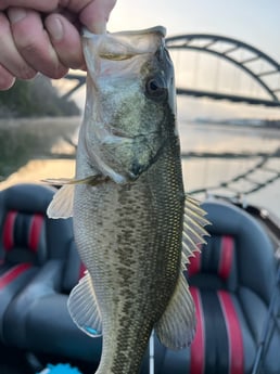 Largemouth Bass Fishing in Austin, Texas