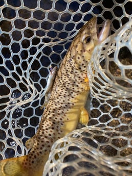 Brown Trout fishing in Leicester, North Carolina
