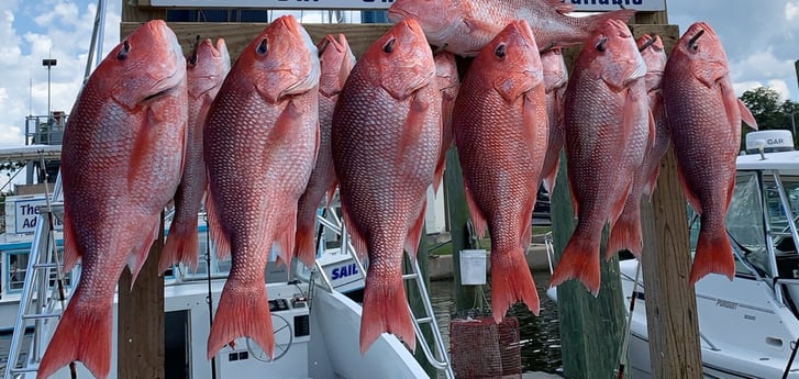 Red Snapper fishing in Biloxi, Mississippi