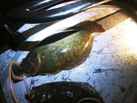 Flounder Fishing in Rio Hondo, Texas