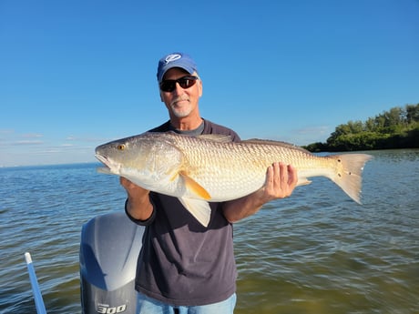 Redfish Fishing in Clearwater, Florida