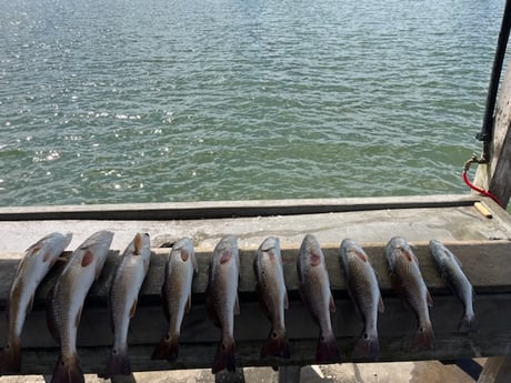 Redfish, Speckled Trout Fishing in Rockport, Texas