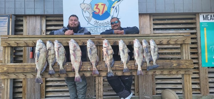 Black Drum Fishing in Corpus Christi, Texas