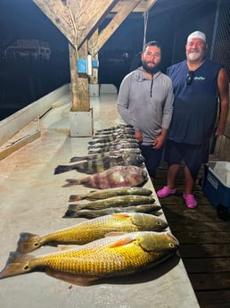 Black Drum, Redfish, Sheepshead Fishing in Galveston, Texas