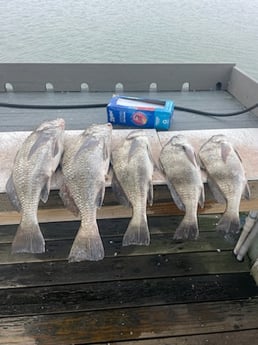 Black Drum Fishing in Rockport, Texas