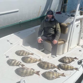 Sheepshead fishing in Panama City, Florida